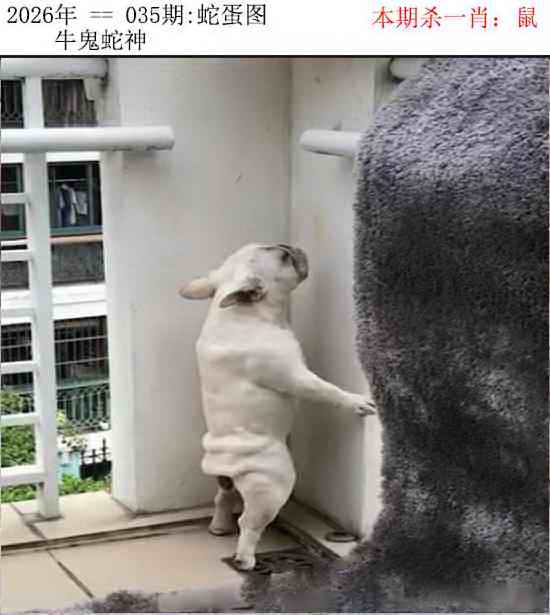 035期正版蛇蛋图[图]